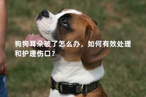 狗狗耳朵破了怎么辦，如何有效處理和護理傷口？