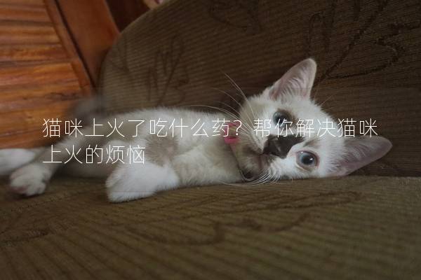 貓咪上火了吃什么藥？幫你解決貓咪上火的煩惱