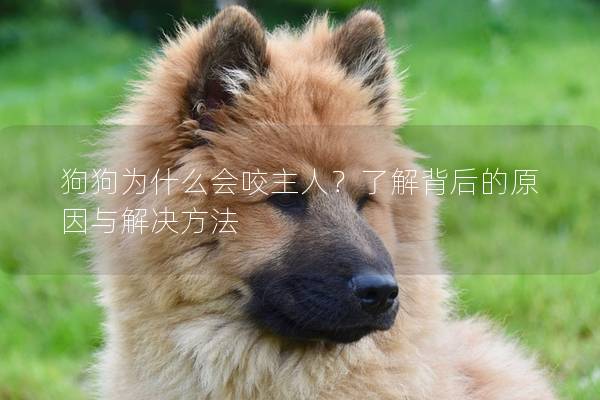 狗狗為什么會咬主人？了解背后的原因與解決方法