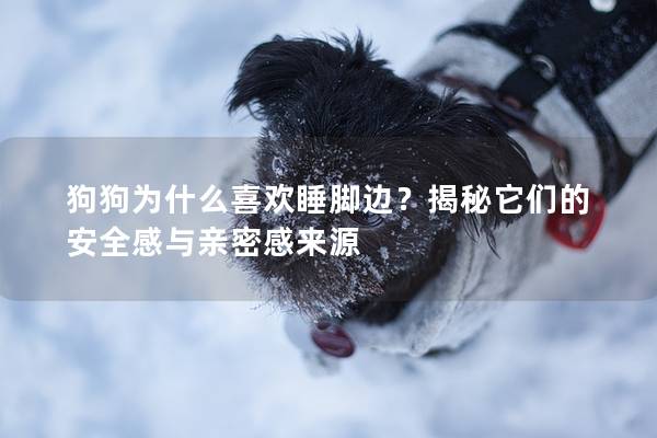 狗狗為什么喜歡睡腳邊？揭秘它們的安全感與親密感來源