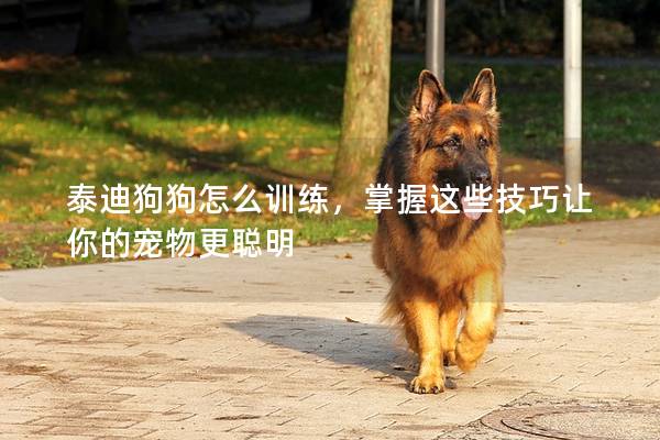 泰迪狗狗怎么訓(xùn)練，掌握這些技巧讓你的寵物更聰明