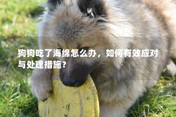 狗狗吃了海綿怎么辦，如何有效應對與處理措施？