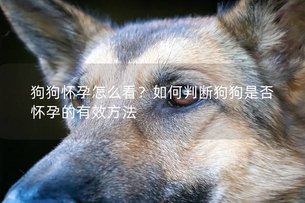 狗狗懷孕怎么看?如何判斷狗狗是否懷孕的有效方法 狗狗懷孕怎么看?如何判斷狗狗是否懷孕的有效方法