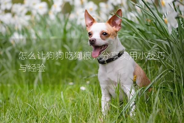 怎么讓狗狗吃狗糧，分享實用小技巧與經(jīng)驗