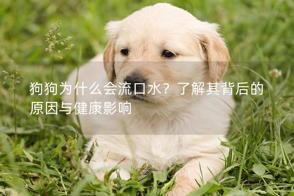 狗狗為什么會流口水？了解其背后的原因與健康影響