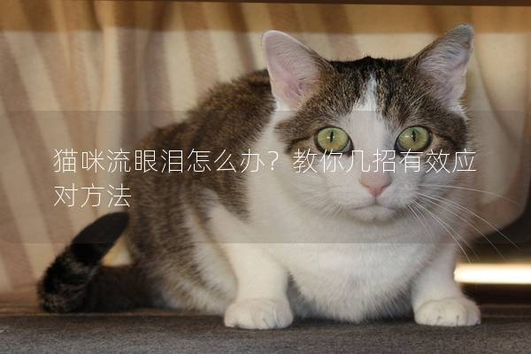 貓咪流眼淚怎么辦？教你幾招有效應對方法