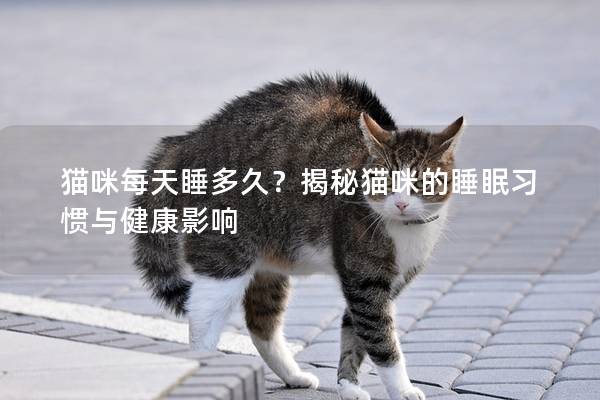 貓咪每天睡多久？揭秘貓咪的睡眠習慣與健康影響