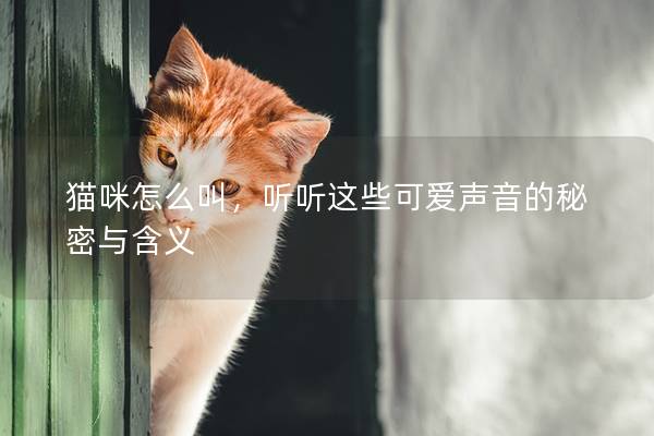 貓咪怎么叫，聽聽這些可愛聲音的秘密與含義