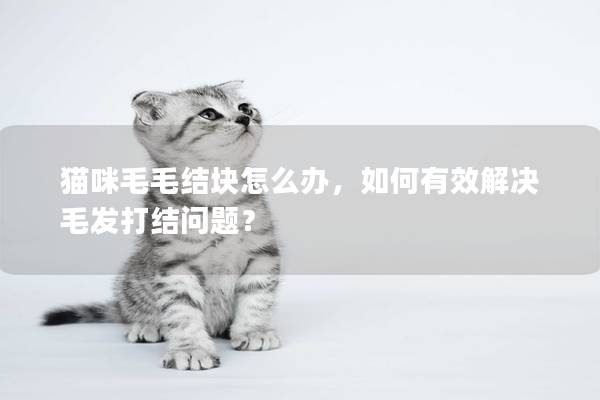 貓咪毛毛結塊怎么辦，如何有效解決毛發打結問題？
