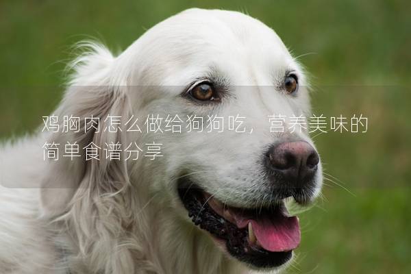 雞胸肉怎么做給狗狗吃，營養美味的簡單食譜分享
