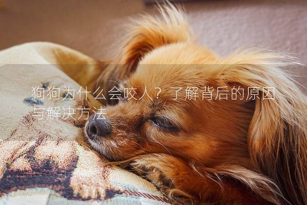 狗狗為什么會咬人?了解背后的原因與解決方法 狗狗為什么會咬人?了解背后的原因與解決方法