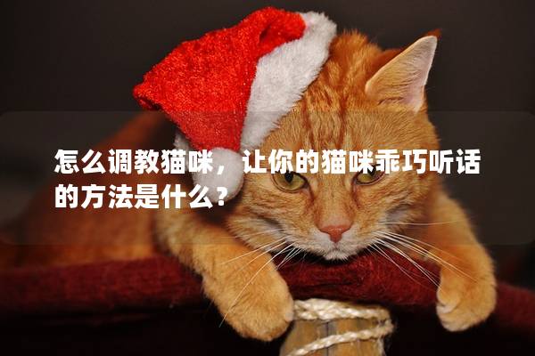 怎么調教貓咪，讓你的貓咪乖巧聽話的方法是什么？