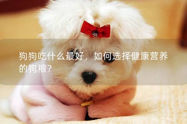 狗狗吃什么最好，如何選擇健康營養的狗糧？