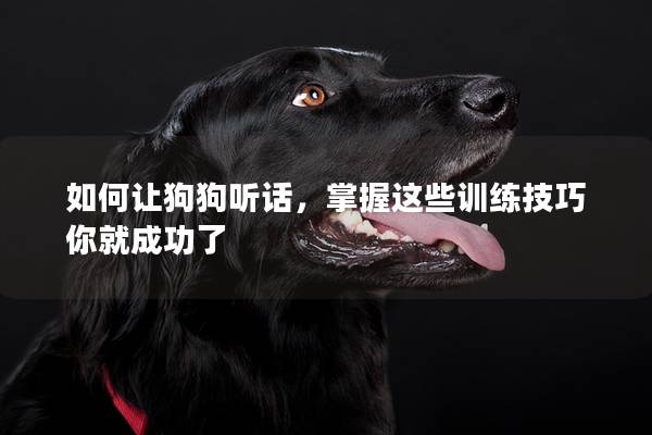 如何讓狗狗聽話，掌握這些訓練技巧你就成功了