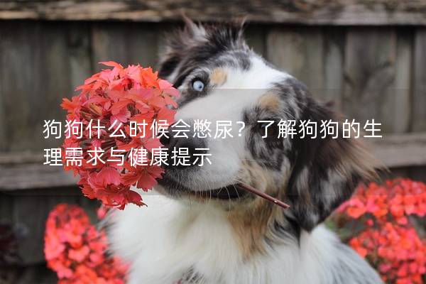 狗狗什么時候會憋尿？了解狗狗的生理需求與健康提示