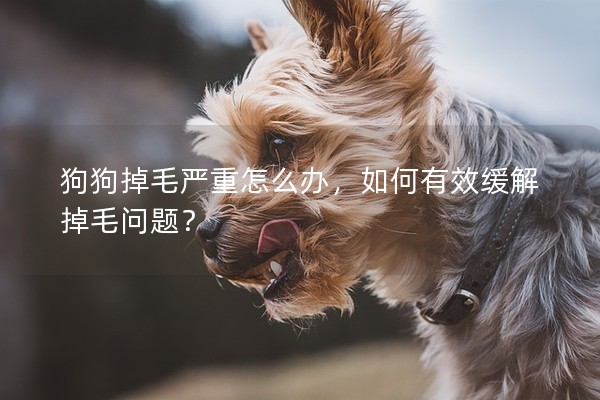 狗狗掉毛嚴(yán)重怎么辦，如何有效緩解掉毛問題？