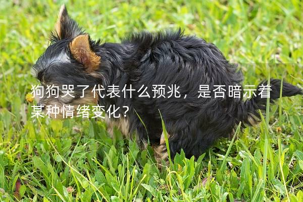狗狗哭了代表什么預(yù)兆，是否暗示著某種情緒變化？