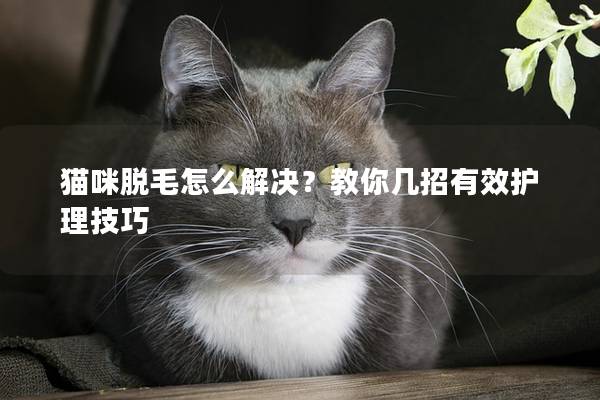 貓咪脫毛怎么解決？教你幾招有效護理技巧
