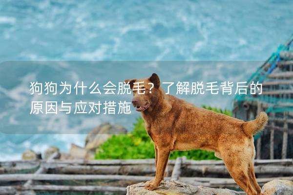 狗狗為什么會(huì)脫毛？了解脫毛背后的原因與應(yīng)對(duì)措施