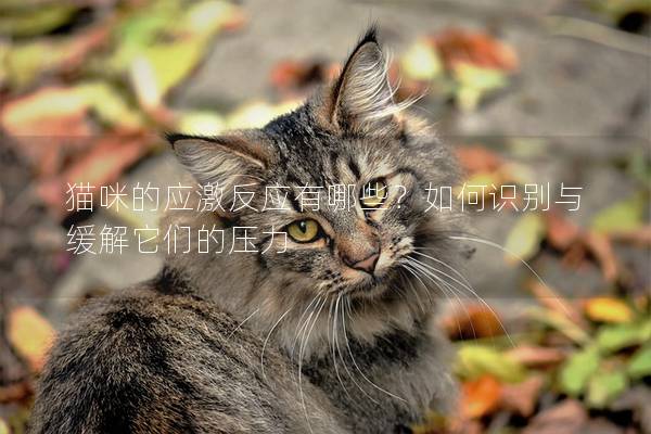 貓咪的應(yīng)激反應(yīng)有哪些？如何識(shí)別與緩解它們的壓力