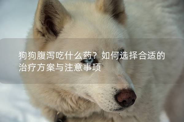 狗狗腹瀉吃什么藥？如何選擇合適的治療方案與注意事項