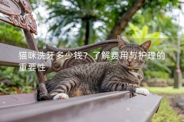 貓咪洗牙多少錢？了解費用與護理的重要性
