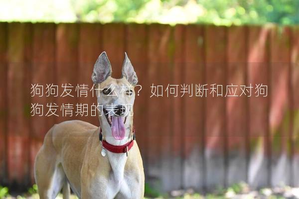 狗狗發情什么樣?如何判斷和應對狗狗發情期的表現 狗狗發情什么樣?如何判斷和應對狗狗發情期的表現