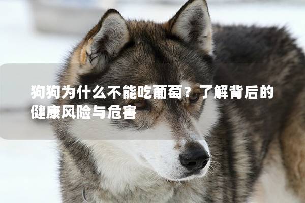 狗狗為什么不能吃葡萄？了解背后的健康風險與危害