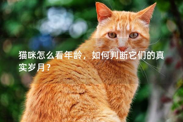 貓咪怎么看年齡，如何判斷它們的真實歲月？