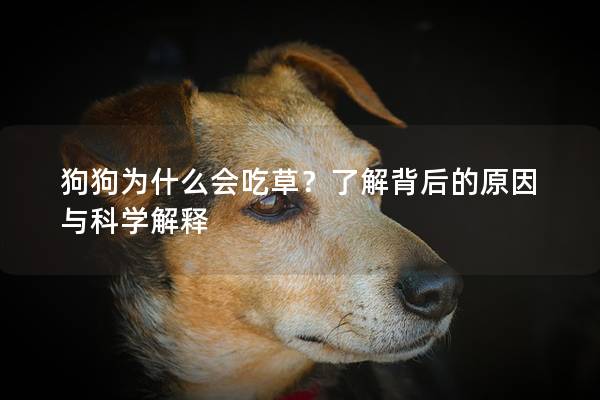 狗狗為什么會吃草？了解背后的原因與科學解釋