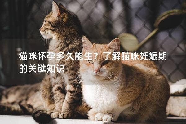 貓咪懷孕多久能生？了解貓咪妊娠期的關(guān)鍵知識