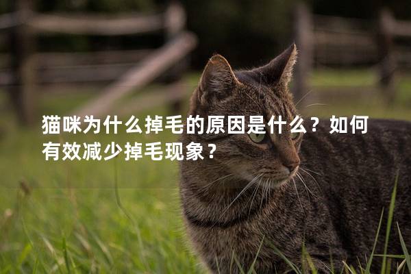貓咪為什么掉毛的原因是什么？如何有效減少掉毛現象？