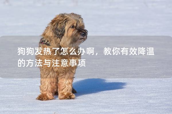狗狗發熱了怎么辦啊，教你有效降溫的方法與注意事項