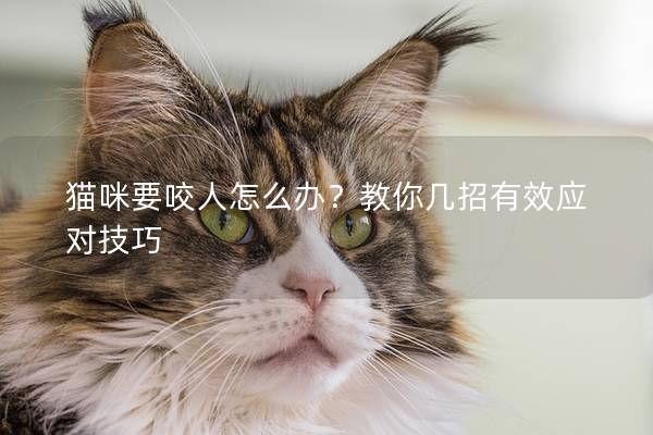 貓咪要咬人怎么辦？教你幾招有效應(yīng)對技巧