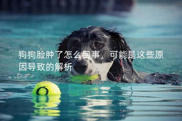 狗狗臉腫了怎么回事，可能是這些原因導致的解析