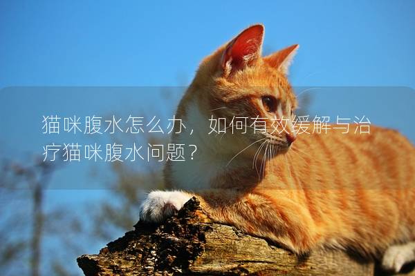 貓咪腹水怎么辦，如何有效緩解與治療貓咪腹水問題？