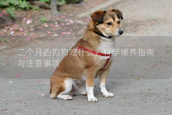 二個月的狗狗吃什么？科學喂養(yǎng)指南與注意事項