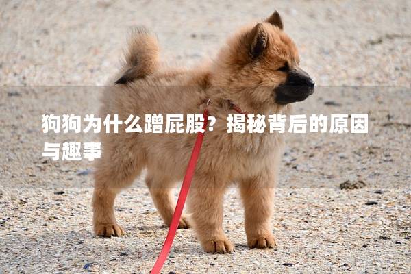 狗狗為什么蹭屁股？揭秘背后的原因與趣事