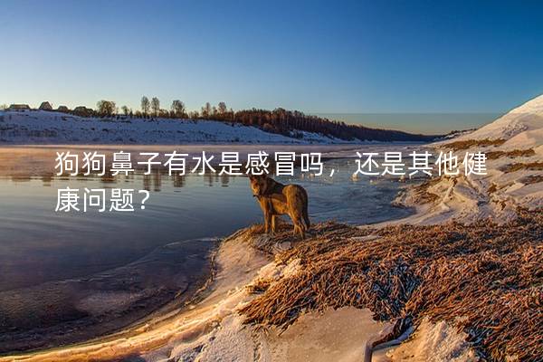 狗狗鼻子有水是感冒嗎，還是其他健康問題？
