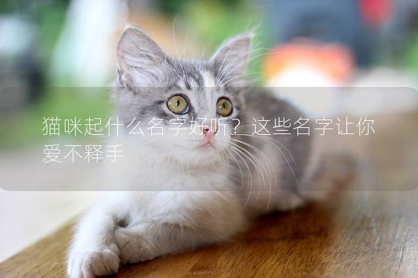 貓咪起什么名字好聽(tīng)？這些名字讓你愛(ài)不釋手