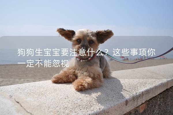 狗狗生寶寶要注意什么？這些事項(xiàng)你一定不能忽視