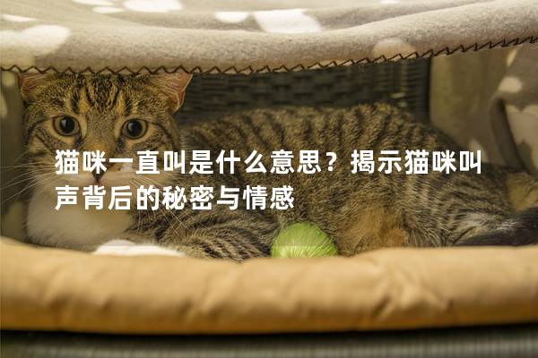 貓咪一直叫是什么意思？揭示貓咪叫聲背后的秘密與情感