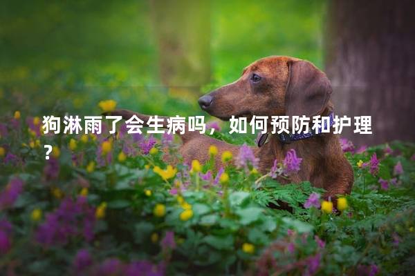 狗淋雨了會生病嗎，如何預防和護理？