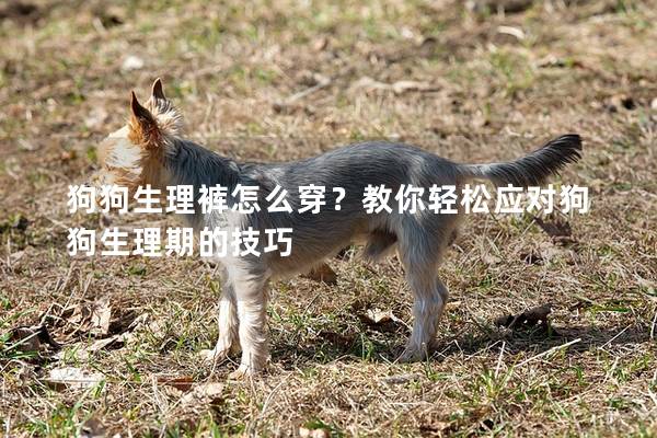 狗狗生理褲怎么穿？教你輕松應對狗狗生理期的技巧