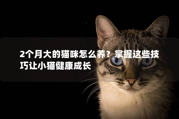 2個月大的貓咪怎么養？掌握這些技巧讓小貓健康成長