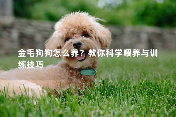 金毛狗狗怎么養？教你科學喂養與訓練技巧