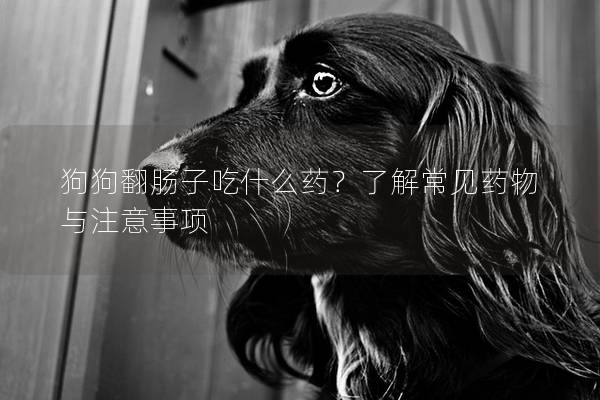狗狗翻腸子吃什么藥？了解常見藥物與注意事項(xiàng)