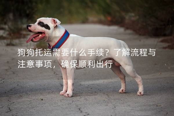 狗狗托運需要什么手續？了解流程與注意事項，確保順利出行