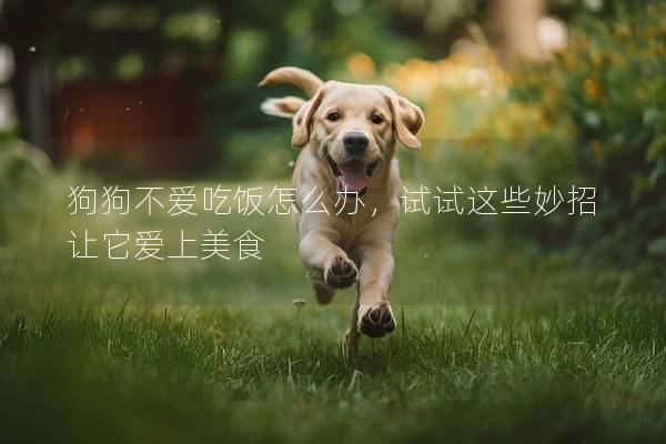 狗狗不愛吃飯怎么辦，試試這些妙招讓它愛上美食
