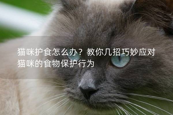 貓咪護食怎么辦？教你幾招巧妙應對貓咪的食物保護行為